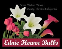 Ednie Flower Bulbs — From Bulb to Bloom